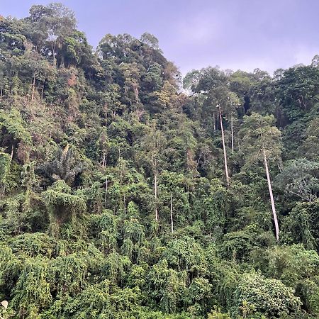 Ridho'S Homestay & Jungle Trekking Букит-Лаванг Экстерьер фото