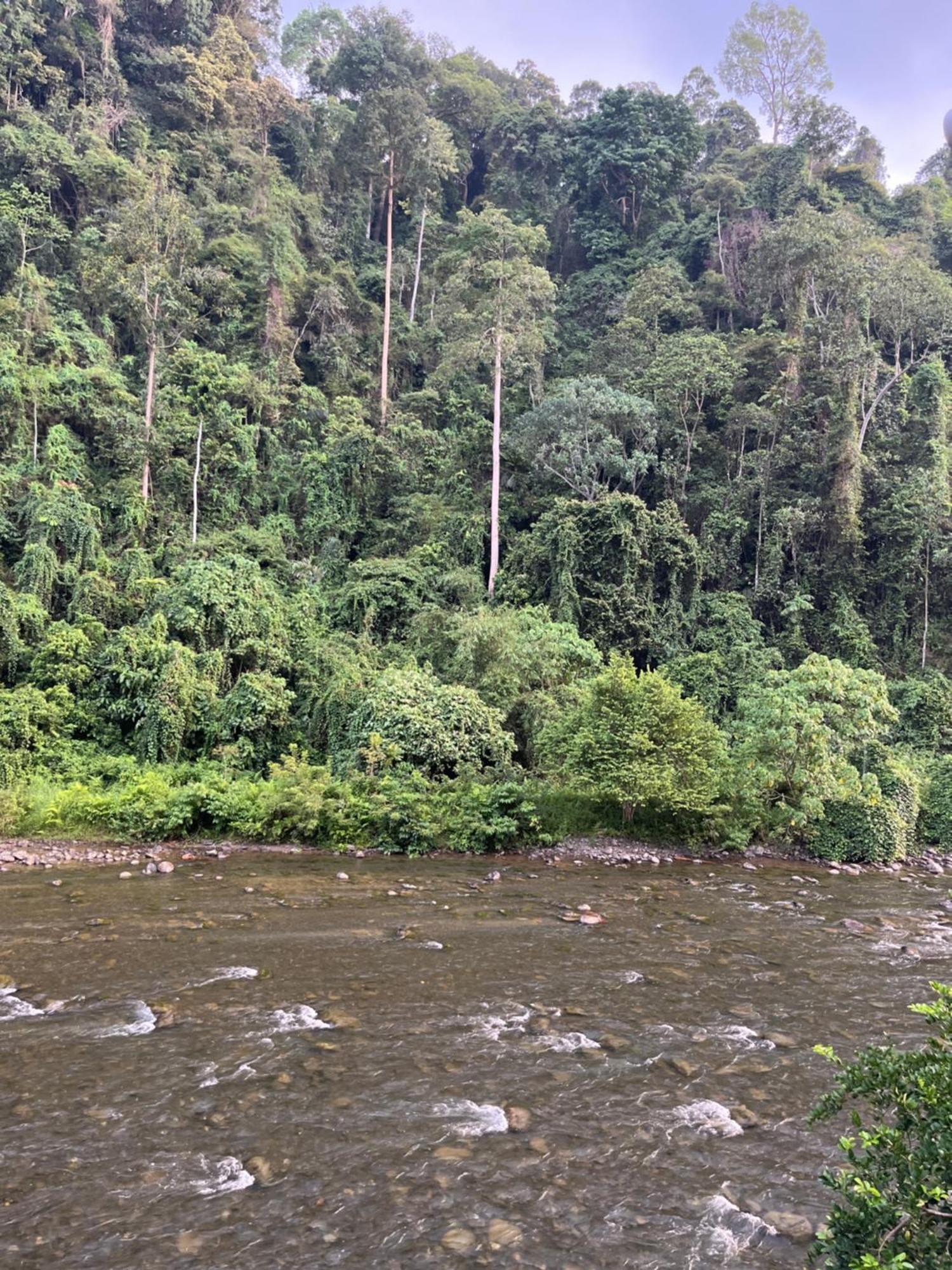 Ridho'S Homestay & Jungle Trekking Букит-Лаванг Номер фото