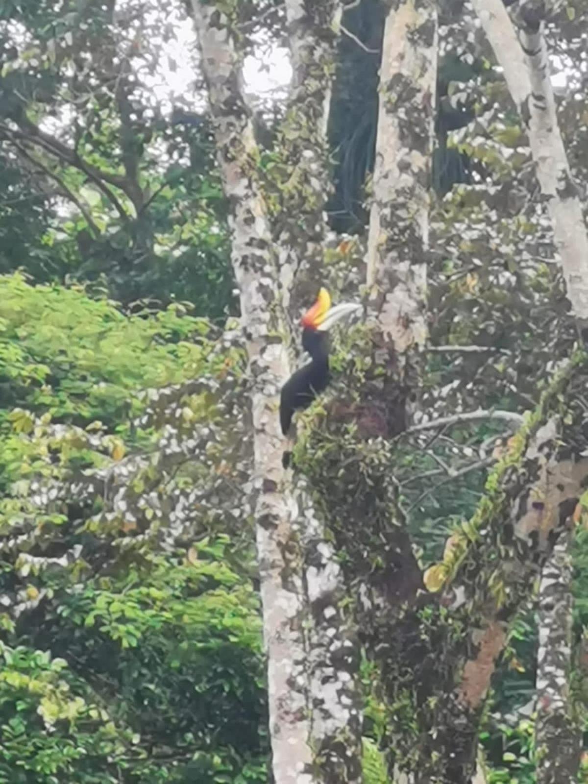 Ridho'S Homestay & Jungle Trekking Букит-Лаванг Экстерьер фото