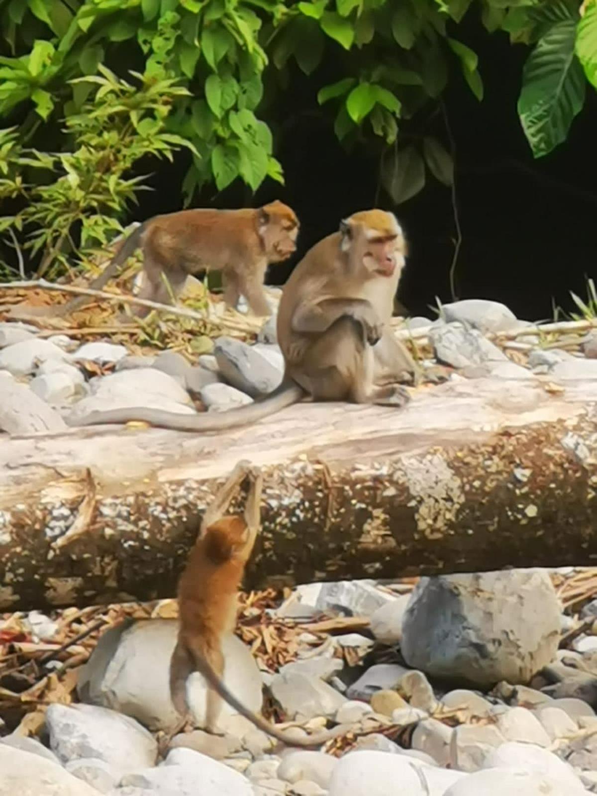 Ridho'S Homestay & Jungle Trekking Букит-Лаванг Экстерьер фото